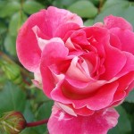 Rose de Compiègne